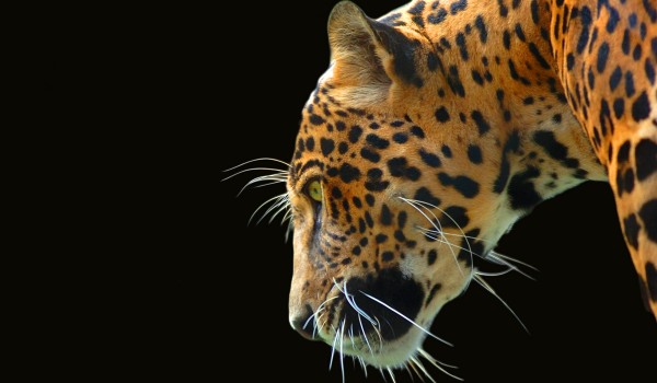 Jaguar's New Smart Car Can Drive Just Like You